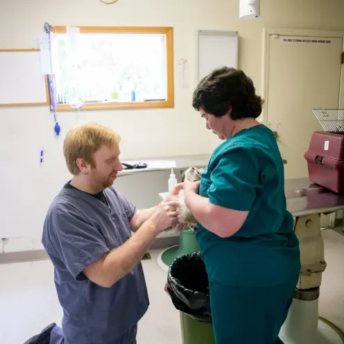 Two staff with a cat at Oregon City Veterinary Clinic